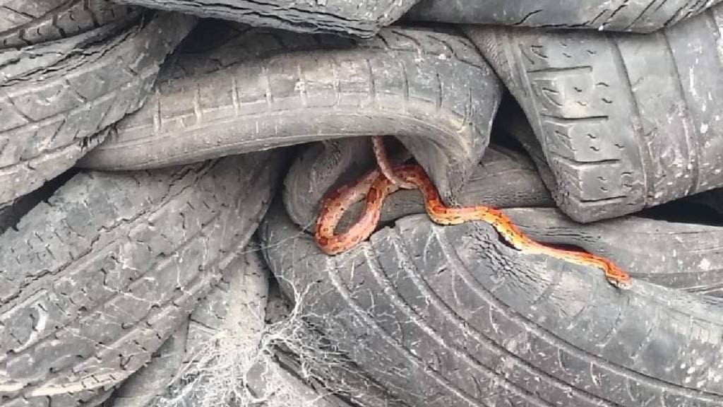 Corn snake found in tire shipment uran Corn snake found in tire shipment uran