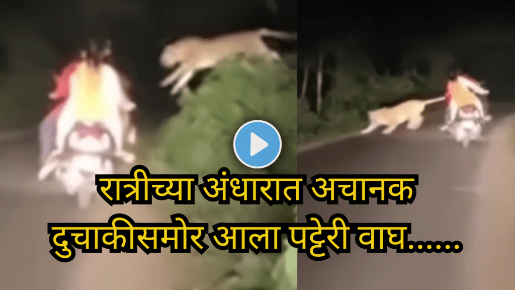 Couples Night Ride Turns Heart‑Stopping When Striped Tiger Blocks Their Way Watch the Viral Video Couples Night Ride Turns Heart‑Stopping When Striped Tiger Blocks Their Way Watch the Viral Video