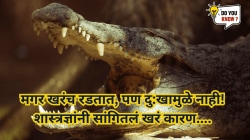 भक्ष्याची शिकार करताना मगर रडतात! शास्त्रज्ञांनी उलगडलं ‘मगरींच्या अश्रूंचं रहस्य – हे ऐकून व्हाल थक्क!