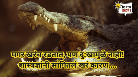 Crocodile Tears Are Natural Not Emotional Surprising Crocodile Tears Are Natural Not Emotional Surprising