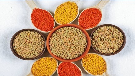 Dal Tadka History Culinary Migration India Pulses Cuisine Ancient History Healthy Food Dal Tadka History Culinary Migration India Pulses Cuisine Ancient History Healthy Food