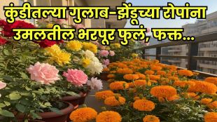 Rose plant care tips