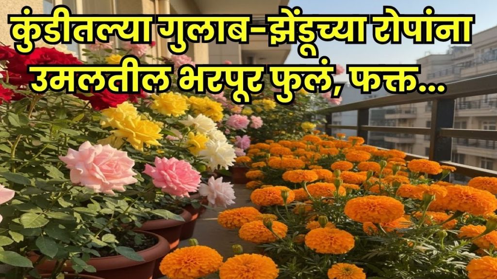 Rose plant care tips