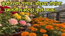 थंडीत कुंडीत लावलेल्या गुलाब व झेंडूच्या रोपाला येतील भरपूर फुलं, फक्त मातीमध्ये मिसळा ‘या’ ३ गोष्टी, फुलांनी बघा कसं बहरून जाईल झाड