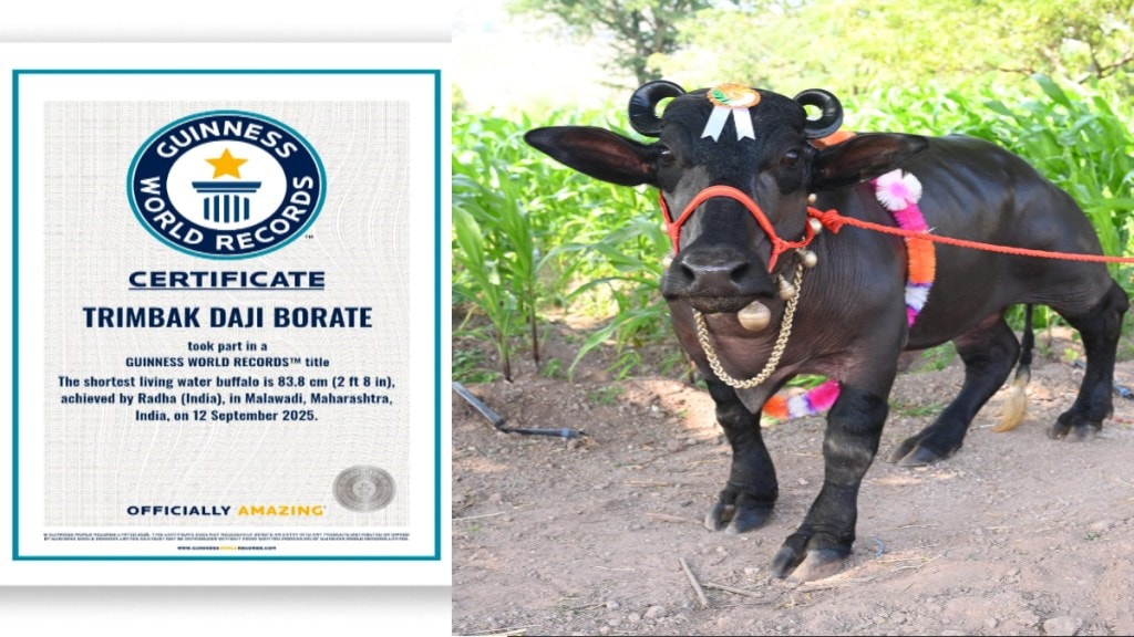 Maharashtra Satara Man Radha Buffalo Guinness Record Worlds Shortest Global Tributek Borate mumbai Maharashtra Satara Man Radha Buffalo Guinness Record Worlds Shortest Global Tributek Borate mumbai