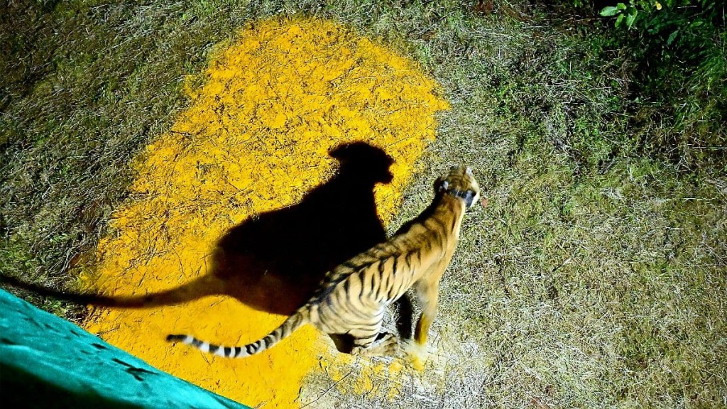 Maharashtra Tiger Conservation Translocation Tadoba Sahyadri Mission Tara Chanda Wildlife Institute India Maharashtra Tiger Conservation Translocation Tadoba Sahyadri Mission Tara Chanda Wildlife Institute India