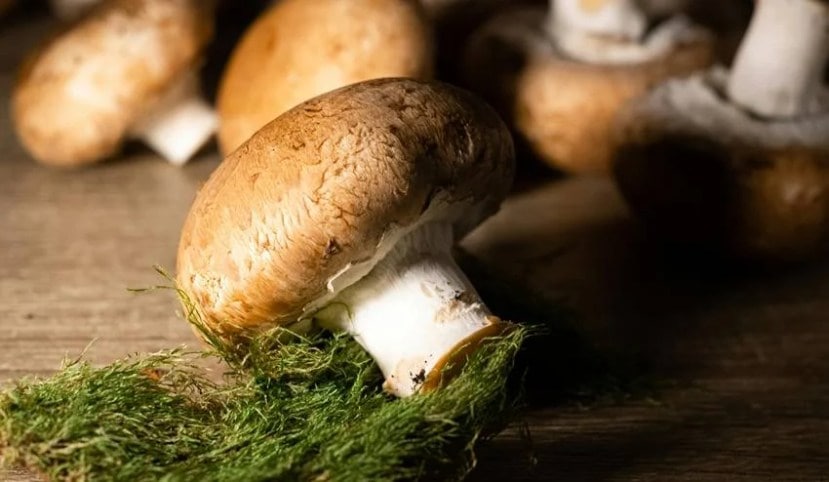 Major agricultural produce of Bihar