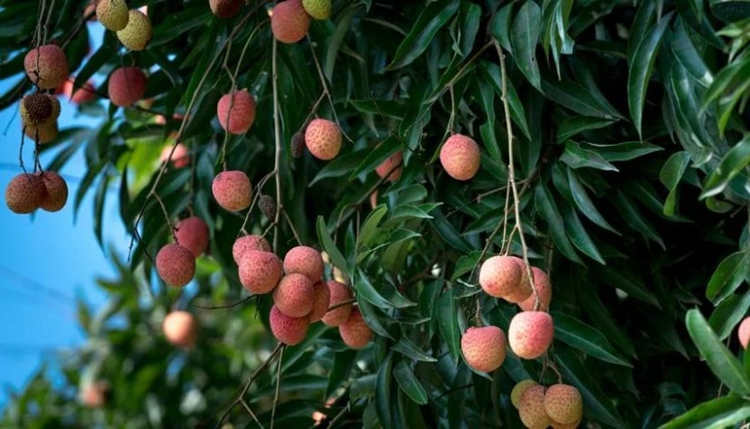 Major agricultural produce of Bihar