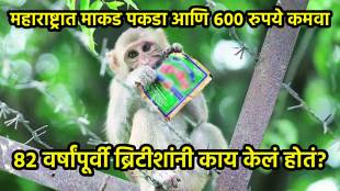 Monkey trouble Maharashtra