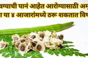 Moringa leaves are nectar for health but they can have a poisonous effect on these 4 diseases