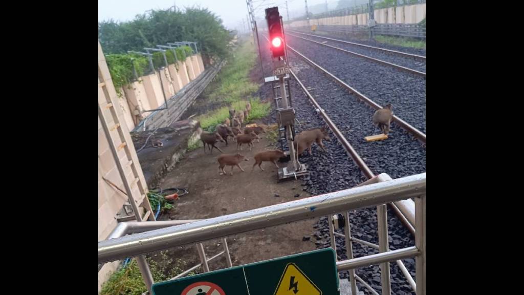 Pig on Nagpur Metro tracks; Question mark on passenger safety