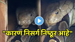 “कारण निसर्ग निष्ठूर आहे” किंग कोब्रानं एका क्षणात सापाला गिळून टाकलं; VIDEO पाहून तुमचाही डोळ्यांवर विश्वास बसणार नाही