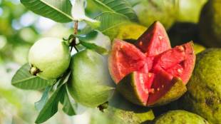 Fresh guava without peel showing natural texture and slices rich in nutrients