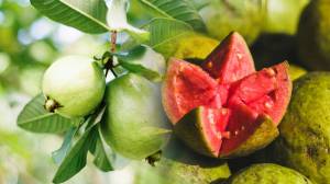 साल काढून पेरू खाल्ल्याने शरीरात होतात ‘हे’ अनोखे बदल; कोलेस्ट्रॉल आणि रक्तातील साखर दोन्हींवर दिसतो प्रभाव