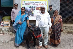 Worlds Shortest Radha Buffalo Guinness Record Satara Trimback Borate Aniket Agricultural Maharashtra