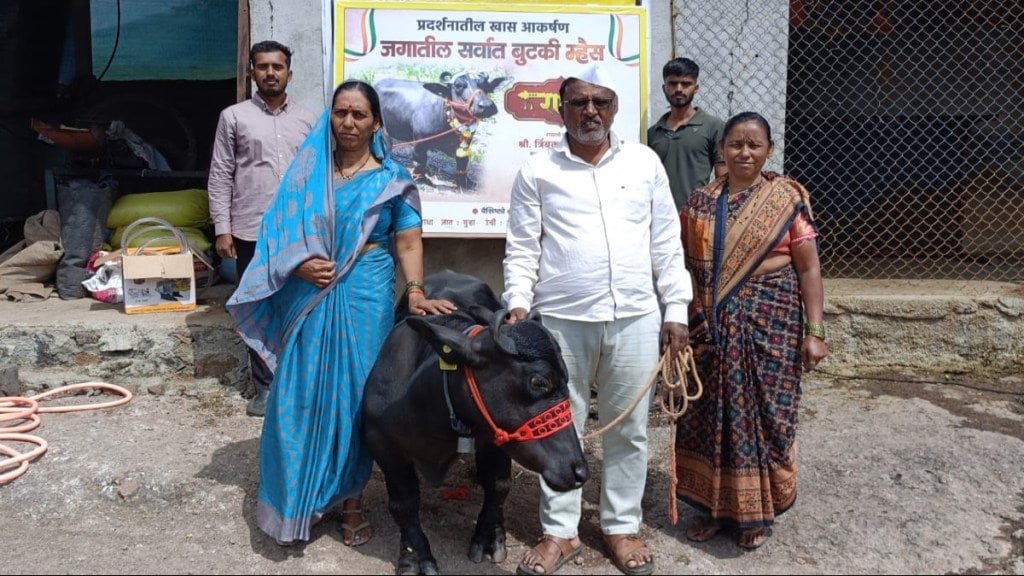 Worlds Shortest Radha Buffalo Guinness Record Satara Trimback Borate Aniket Agricultural Maharashtra Worlds Shortest Radha Buffalo Guinness Record Satara Trimback Borate Aniket Agricultural Maharashtra