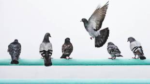 Pigeon problem in balcony