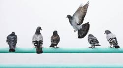 बाल्कनीतील कबुतरांच्या त्रासापासून सुटका; घरच्या घरी करता येणारे ‘हे’ ५ प्रभावी उपाय