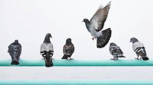 बाल्कनीतील कबुतरांच्या त्रासापासून सुटका; घरच्या घरी करता येणारे ‘हे’ ५ प्रभावी उपाय