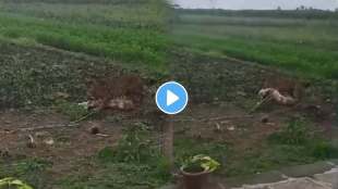 leopard brutally attacks dog