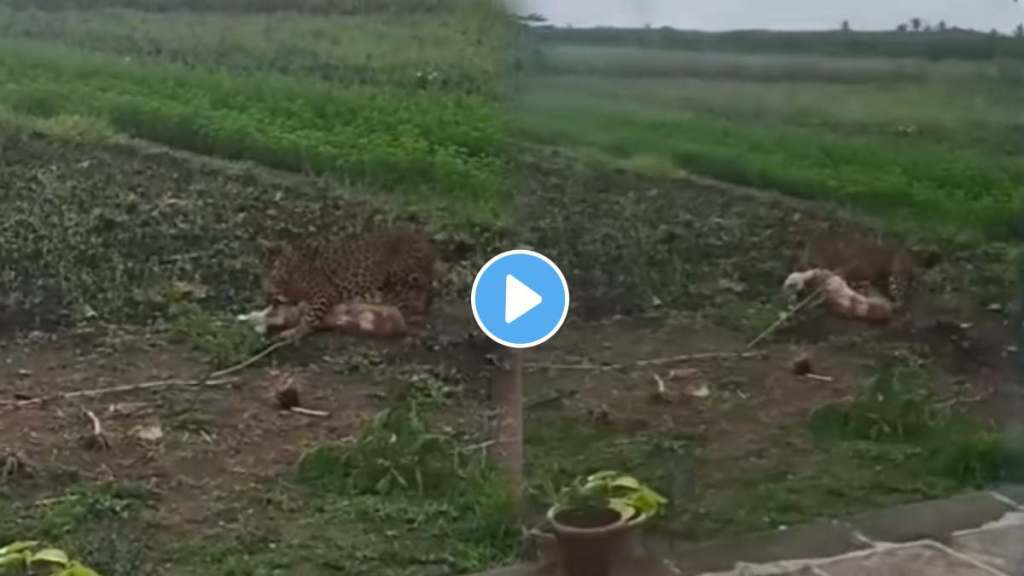 leopard brutally attacks dog leopard brutally attacks dog