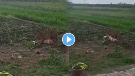 leopard brutally attacks dog leopard brutally attacks dog