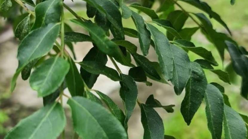 benefits of eating curry leaves