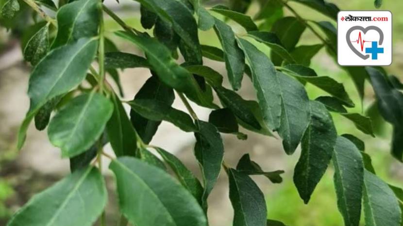 benefits of eating curry leaves