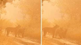 tiger umred karhandla forest