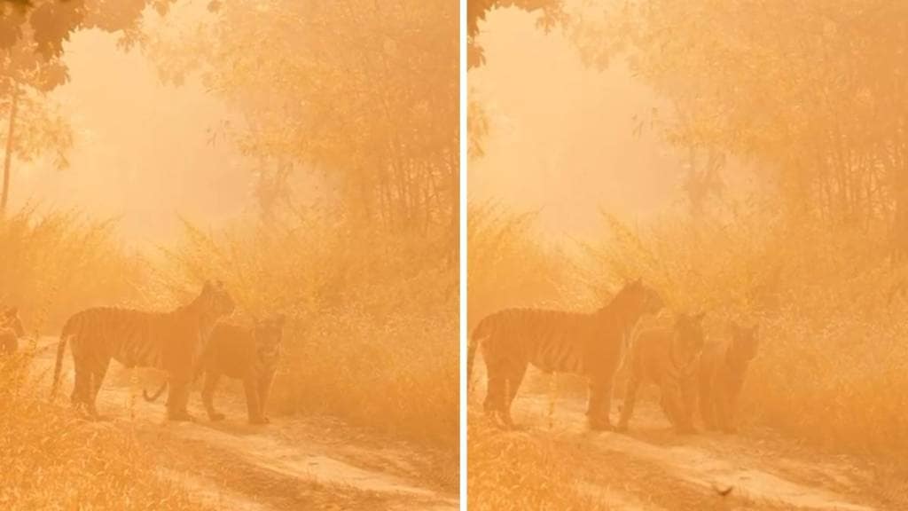 tiger umred karhandla forest