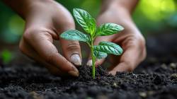 पिंपरी : वृक्षारोपणाचे छायाचित्र समाजमाध्यमावर प्रसारित करा; महापालिकेचे आवाहन