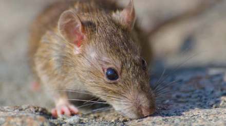 How To Get Rid Of Mice How To Get Rid Of Mice