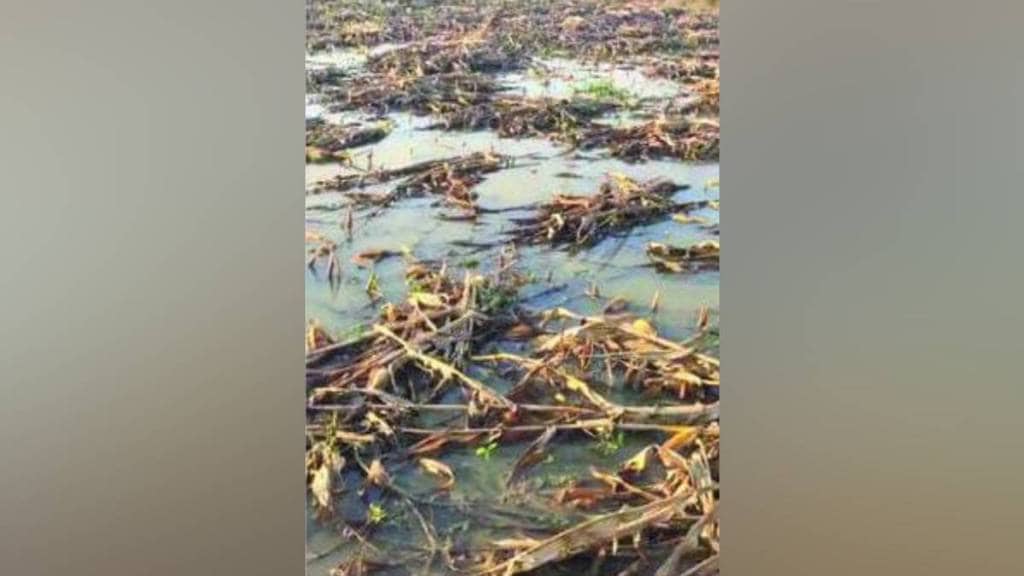 Buldhana heavy rain damage, Motala taluka crop loss, Kharif season crop damage, agricultural flood impact,