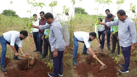 panvel municipal corporation tree plantation panvel municipal corporation tree plantation