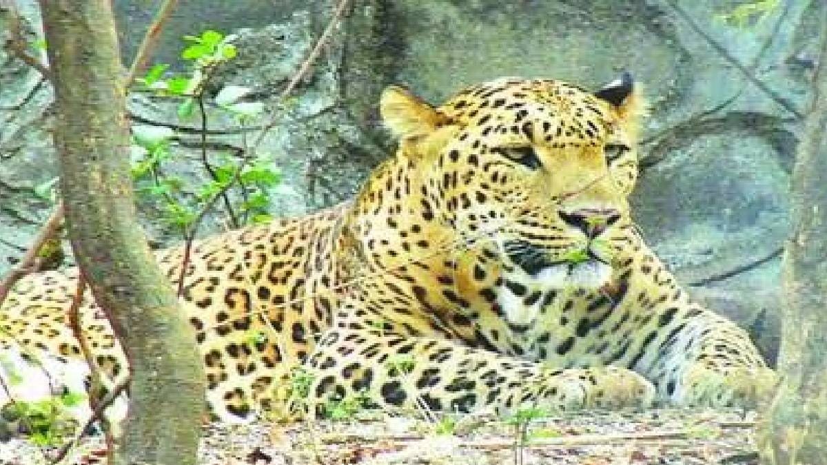shirur leopard