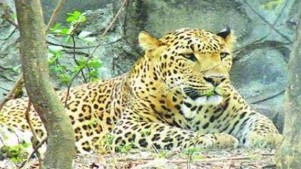 shirur leopard shirur leopard