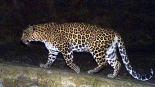 shirur leopard caged