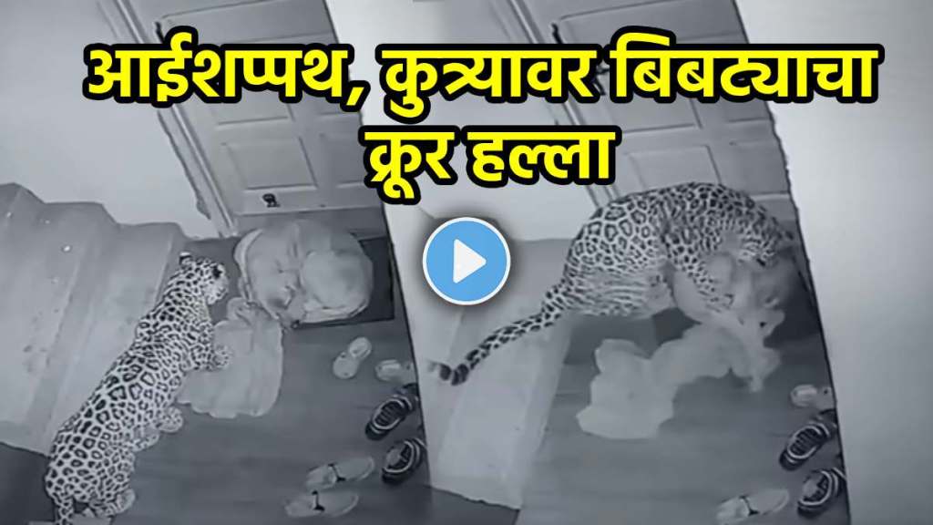 Leopard brutally attacks dog Leopard brutally attacks dog