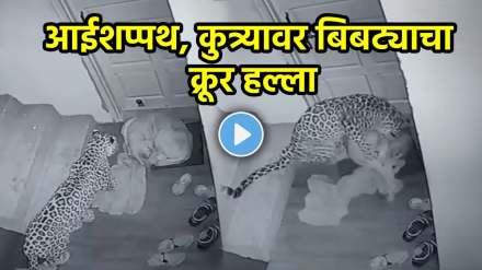 Leopard brutally attacks dog Leopard brutally attacks dog