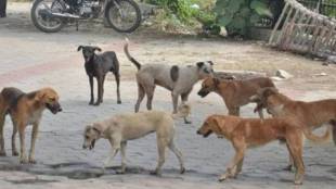 Chhatrapati sambhajinagar 50 thousand stray dogs