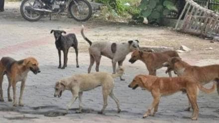 jalna 300 dogs neutered jalna 300 dogs neutered