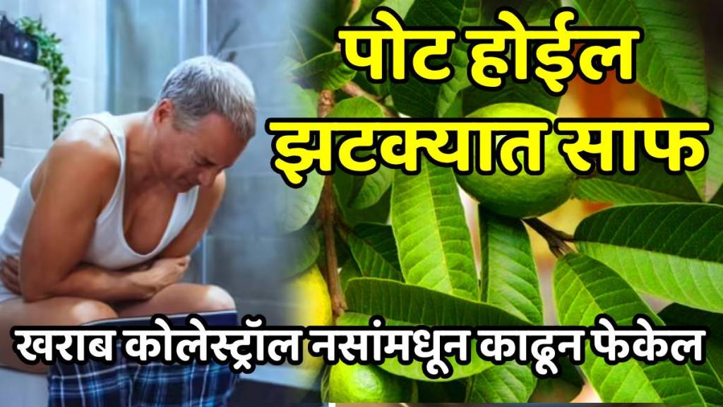 what happens to your body if you consume guava leaves daily health benefits of guava leaves what happens to your body if you consume guava leaves daily health benefits of guava leaves