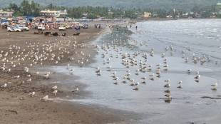 birds seen on beaches of ratnagiri district