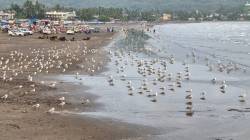परदेशी सीगल पक्षांनी दिली थंडीची चाहूल, रत्नागिरी जिल्ह्यातील समुद्र किना-यांवर सीगल पक्षांचे आगमन