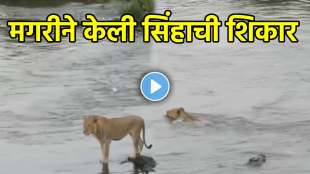 Crocodile hunts lion jungle video