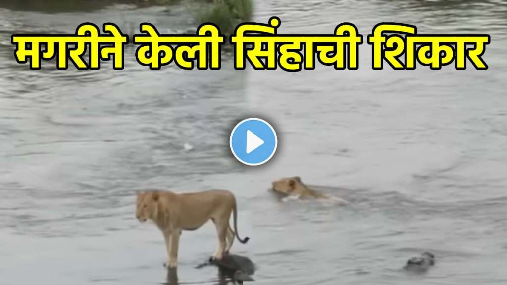 Crocodile hunts lion jungle video