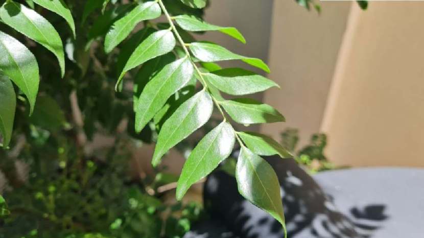 benefits of eating curry leaves