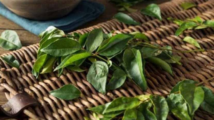 benefits of eating curry leaves