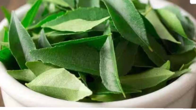 benefits of eating curry leaves