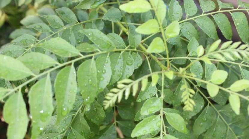 benefits of eating curry leaves